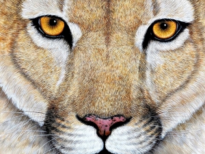 Cougar