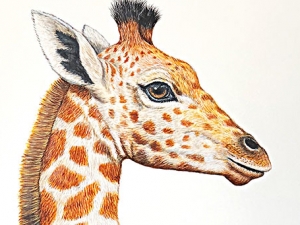 Baby Giraffe