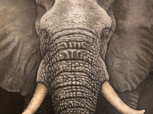 Gray Elephant Closeup