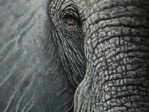Gray Elephant