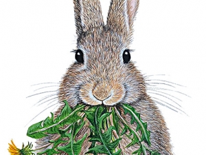 Rabbit with Dandelion