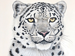 Snow Leopard
