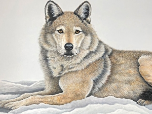 Wolf