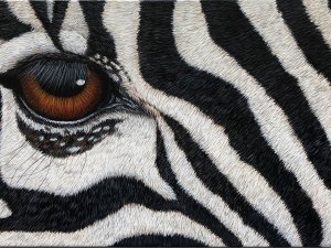 Zebra