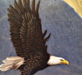 Eagle Soaring