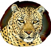 Leopard-Head