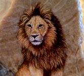 Lion face view