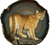 Mountain-Lion