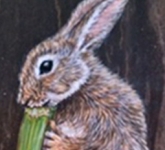 Rabbit Eating