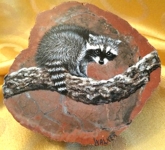 Racoon