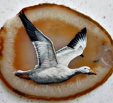 Snow-Goose