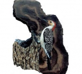 Woodpecker